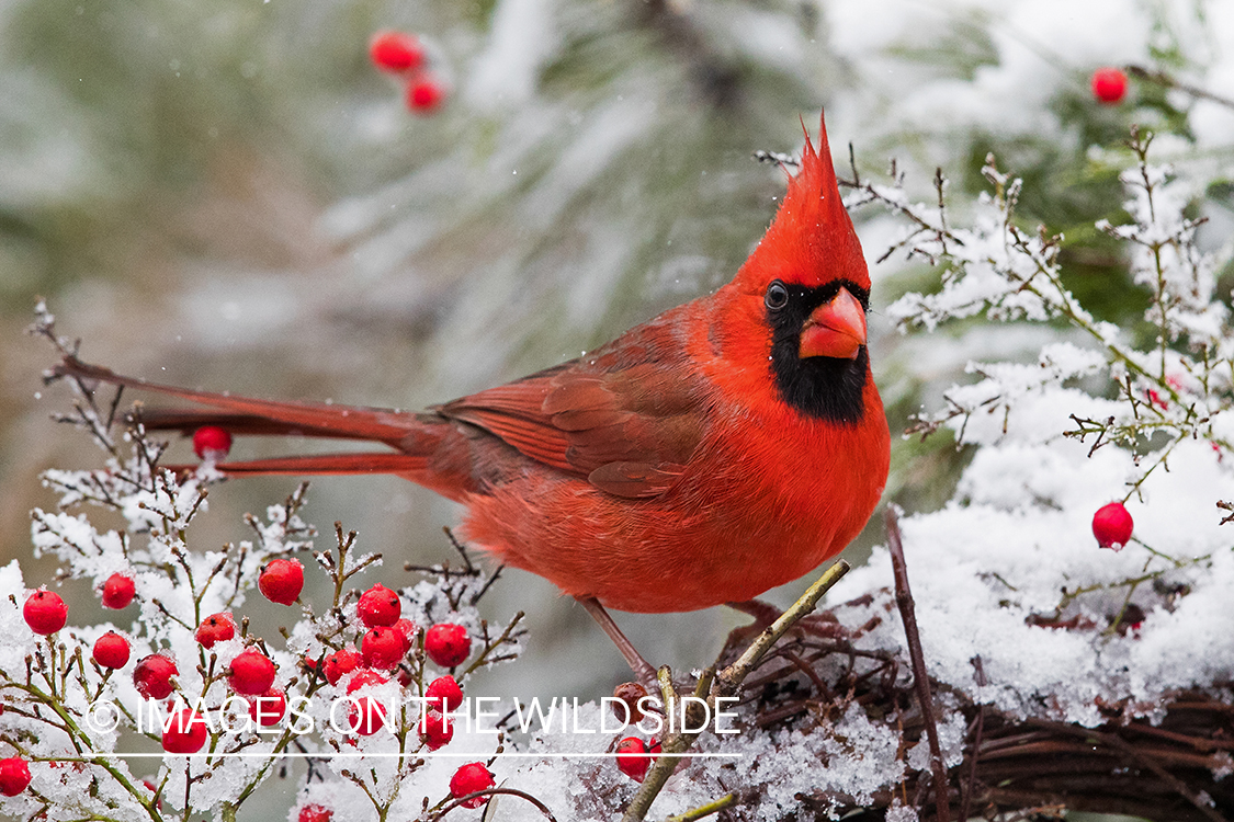 Northern Cardinal on branch.