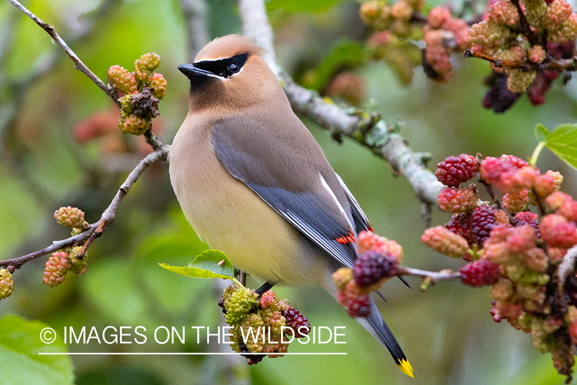 Cedar waxwing on branch.