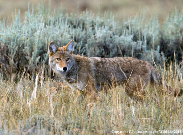 Coyote in habitat. 