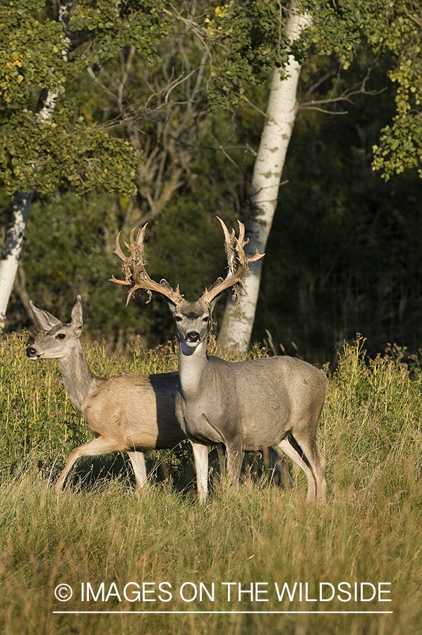 Mule deer in habitat.