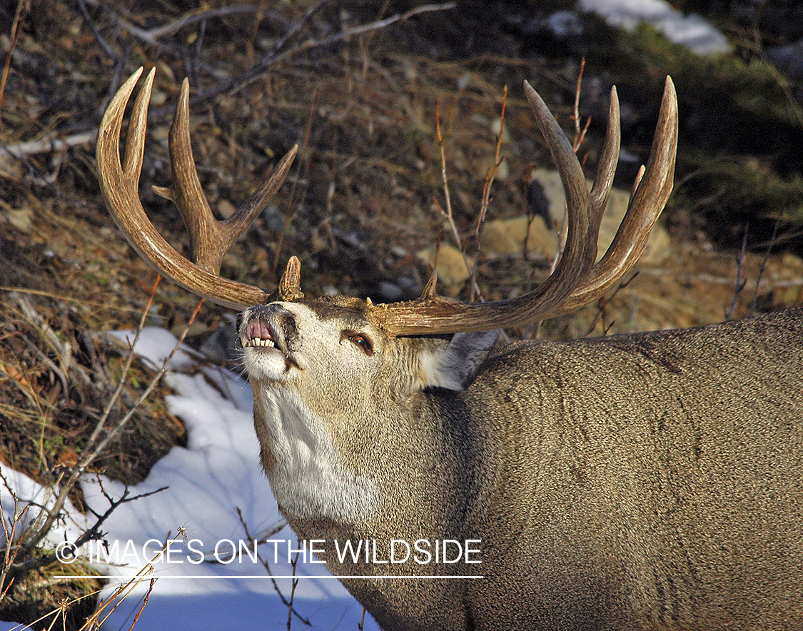 Mule deer 