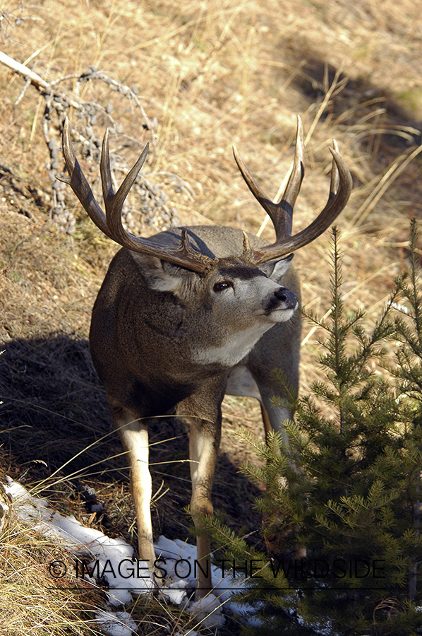 Mule deer 