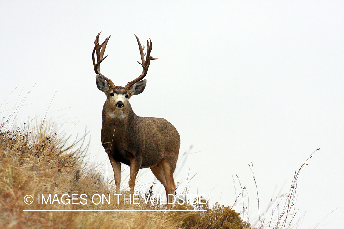 Mule deer buck in habitat. 