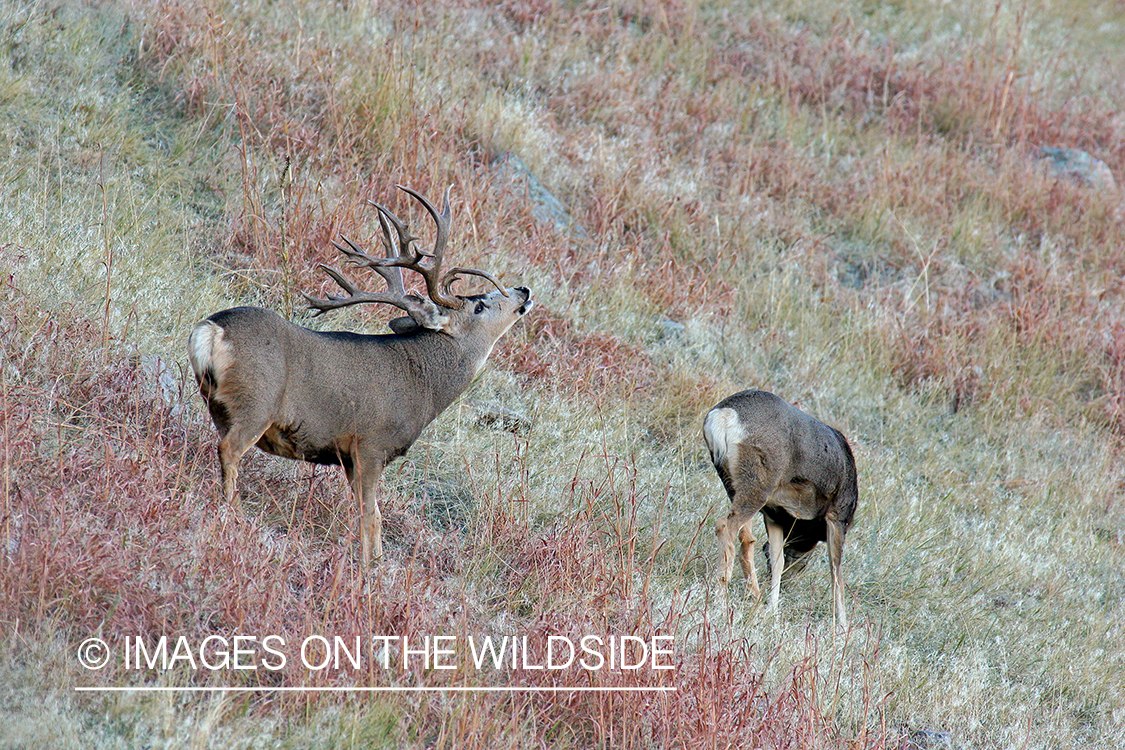 Mule deer buck with doe during rut. 