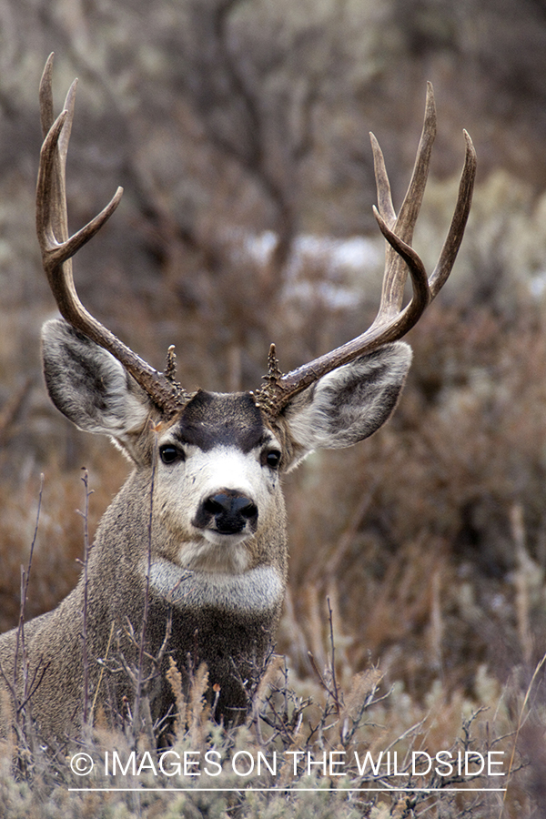 Mule deer buck in habitat