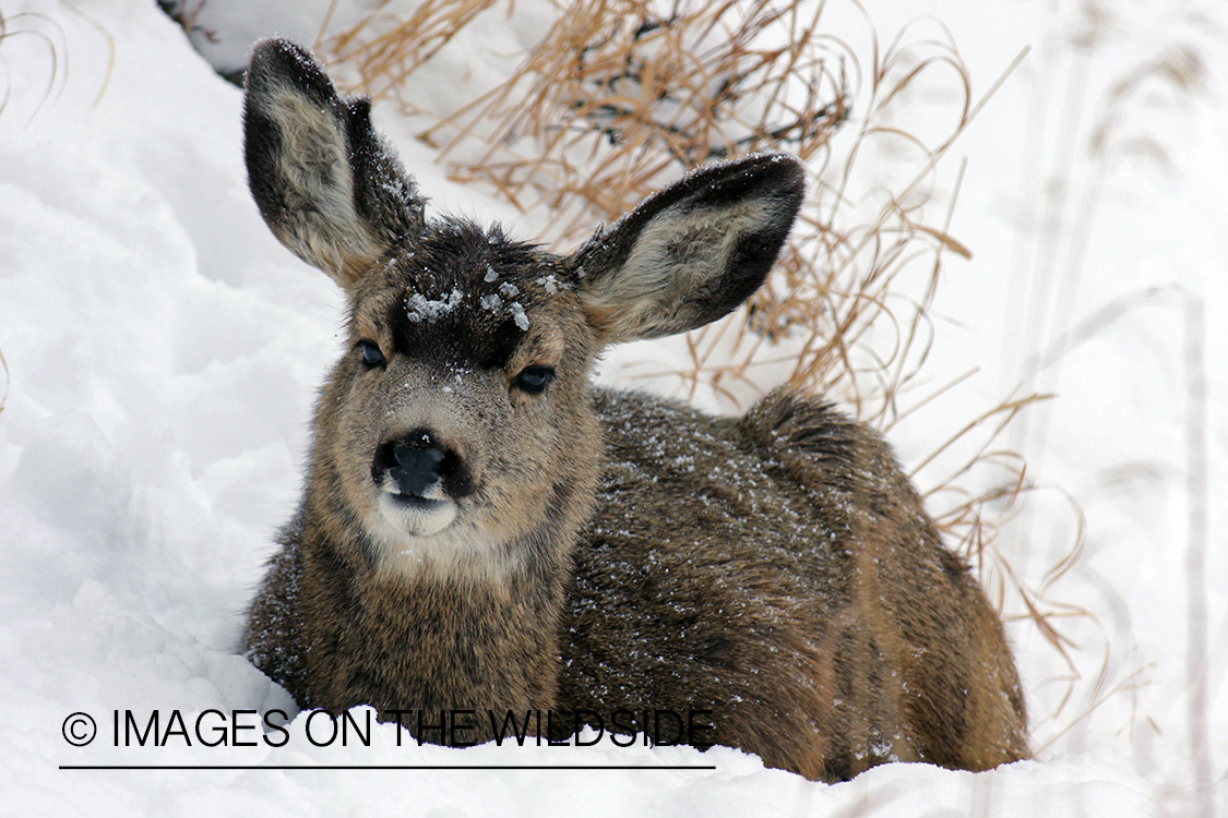 Mule Deer yearling in habitat.