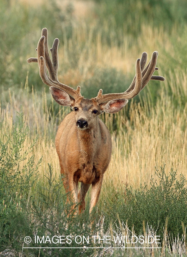 Mule deer buck in habitat.