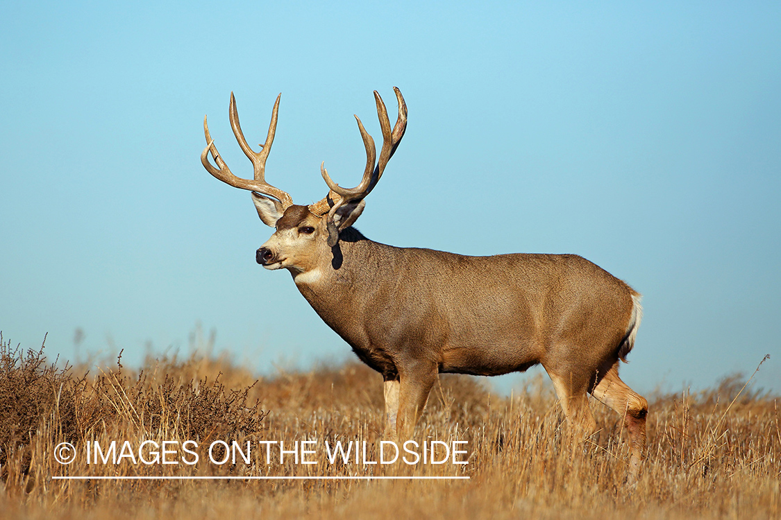 Mule deer buck in field.