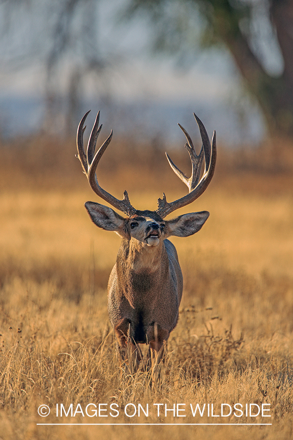 Mule deer buck in rut doing lip curl.