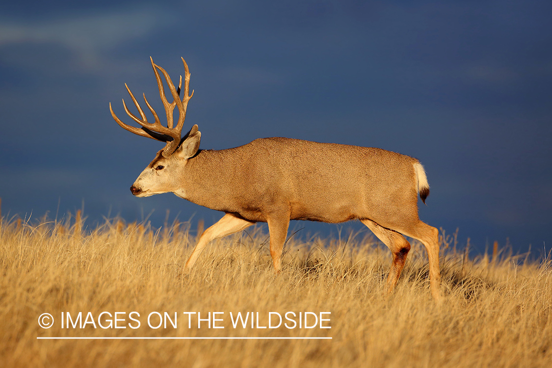 Mule deer buck in field.