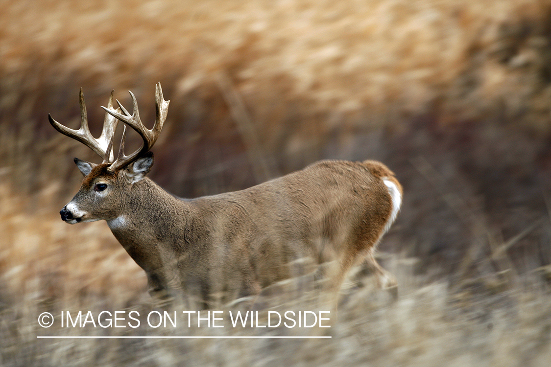 Whitetail Buck