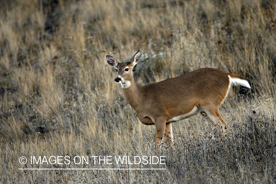 Whitetail Doe