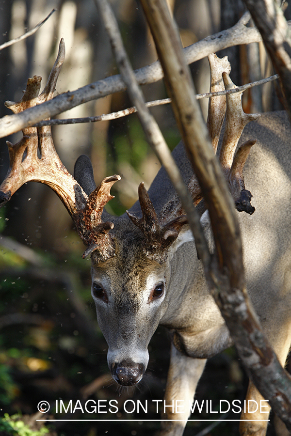 Whitetail buck shedding velvet