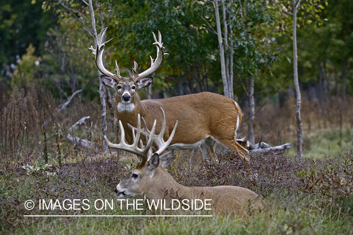 Whitetail bucks in habitat