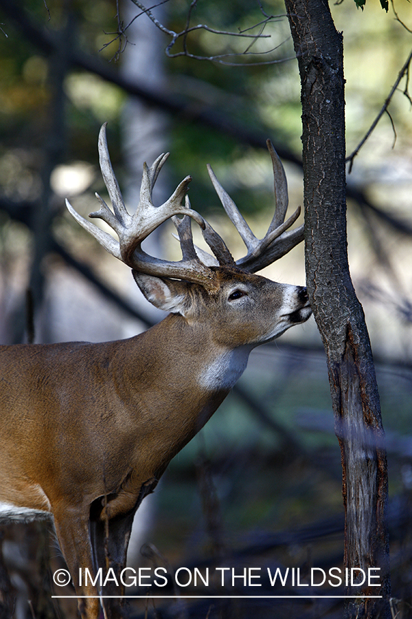 Whitetail buck in habitat