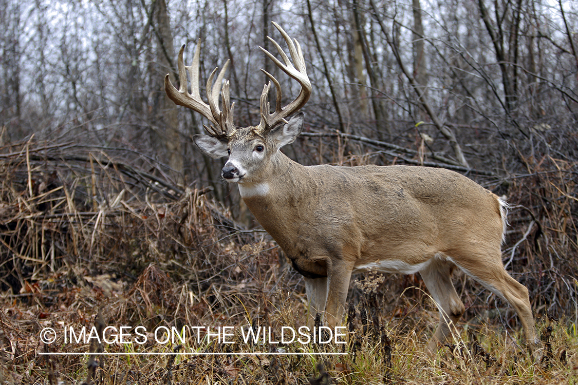 Whitetail buck in habitat