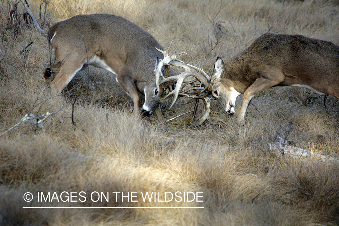 Whitetail bucks fighting