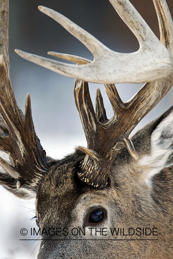 White-tailed buck in habitat.