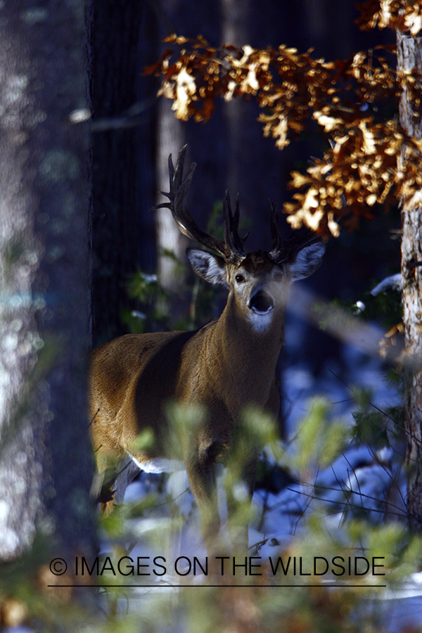 White-tailed buck in habitat.