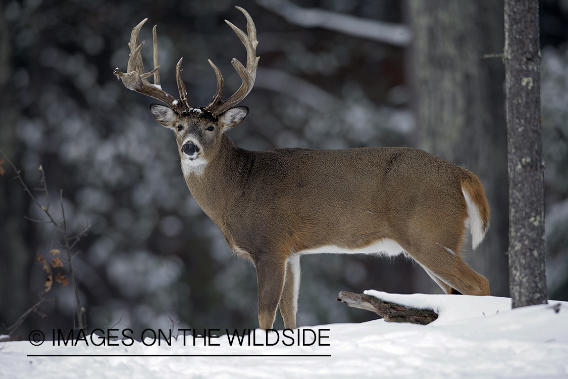 White-tailed buck in habitat.