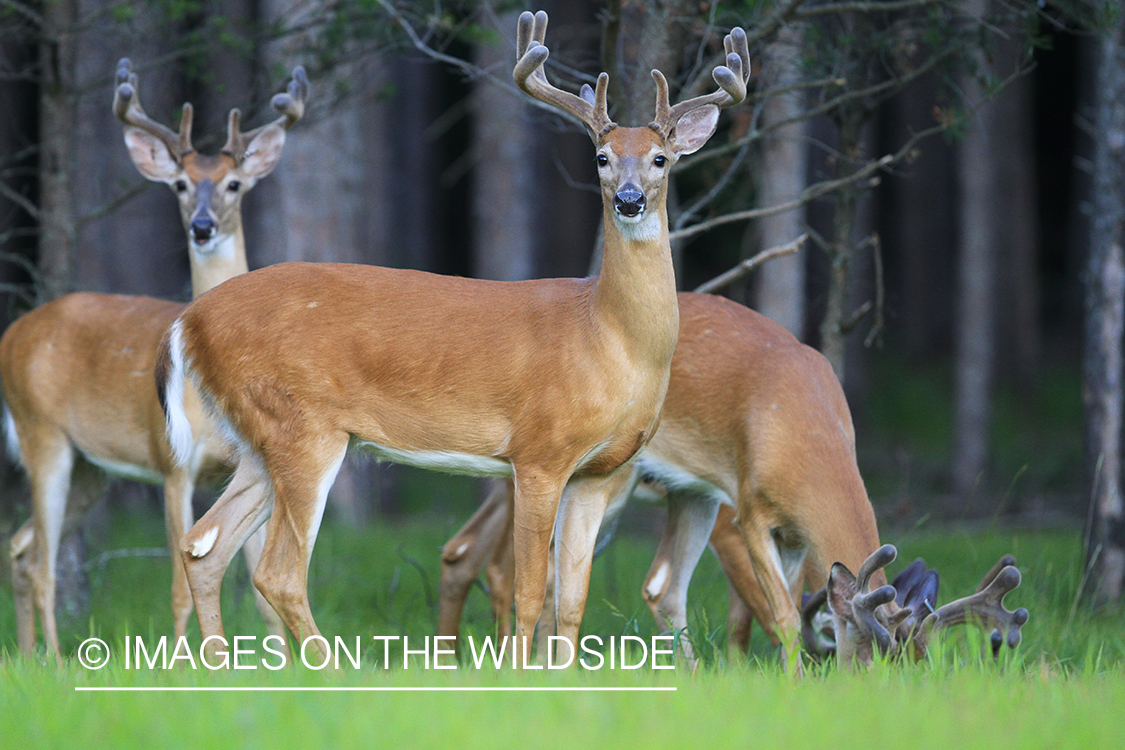 Whie-tailed deer apple creek