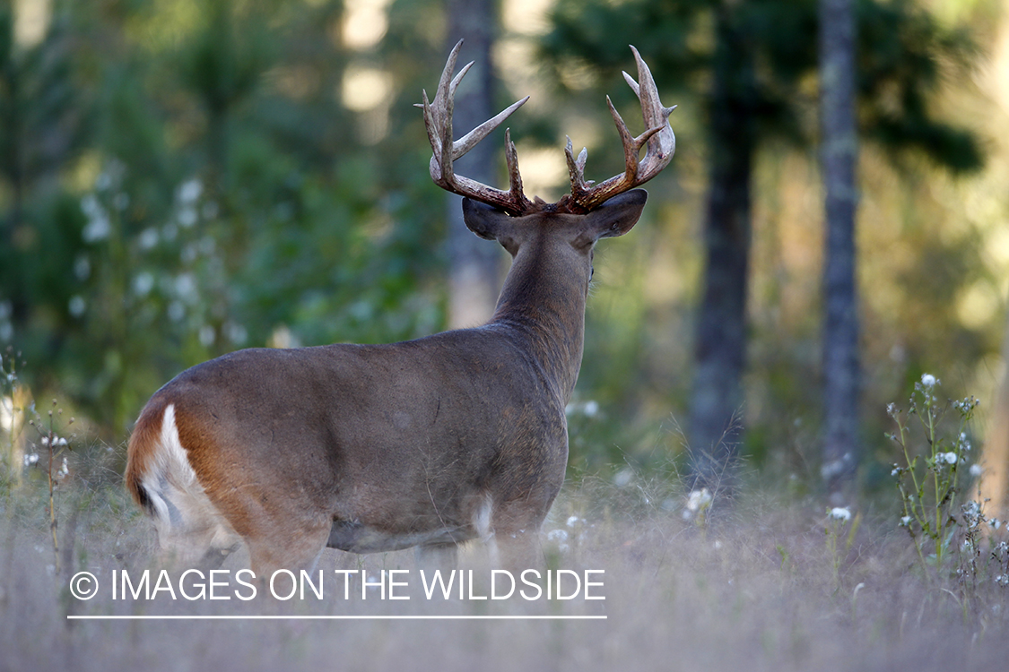 White-tailed buck in habitat