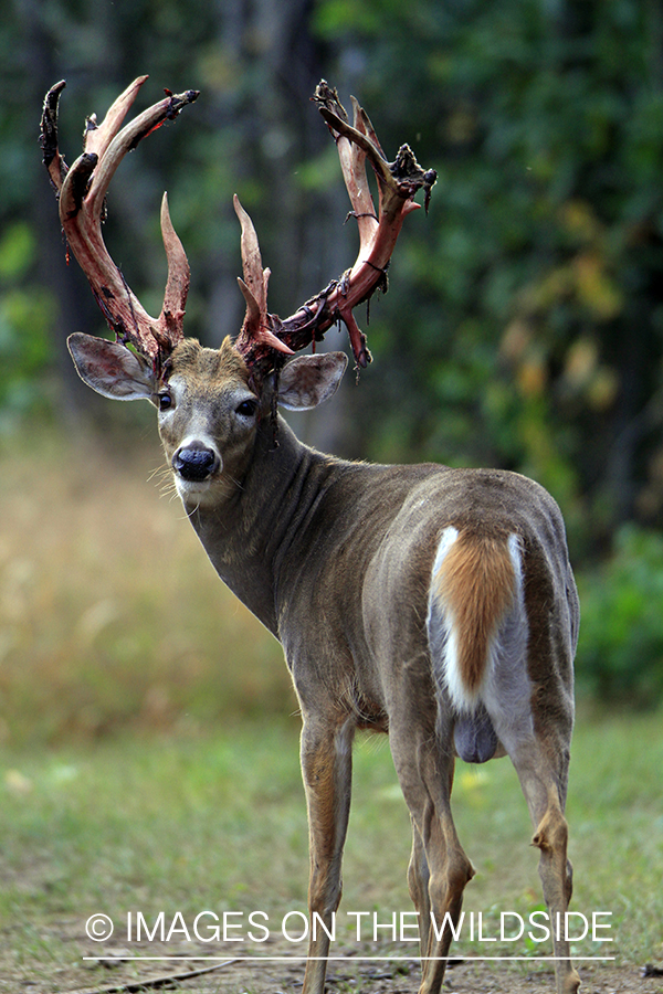 White-tailed buck in velvet 