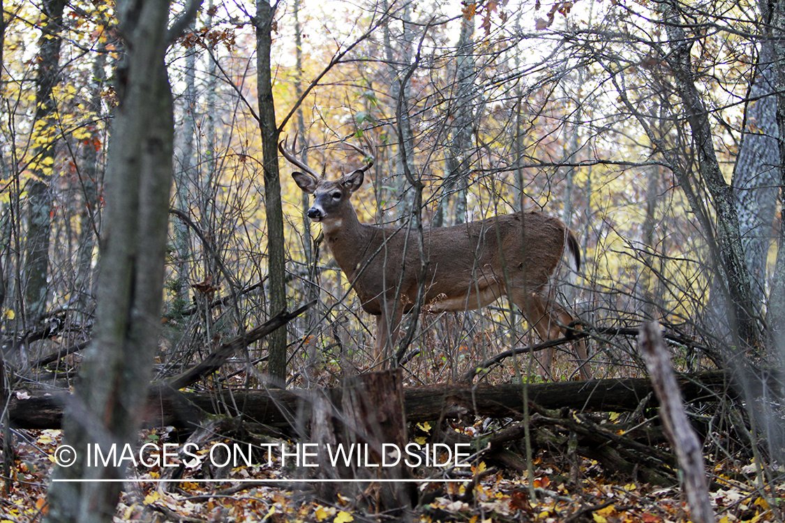 White-tailed buck in habitat. *