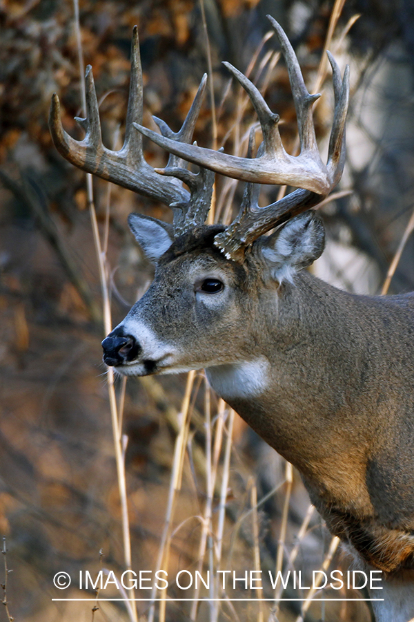 White-tailed buck in habitat. *