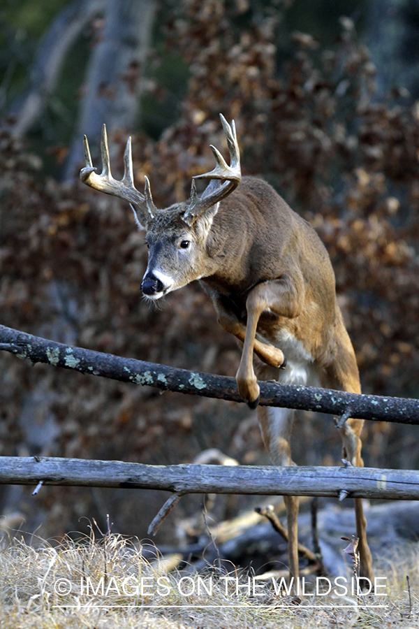 White-tailed buck in habitat. *