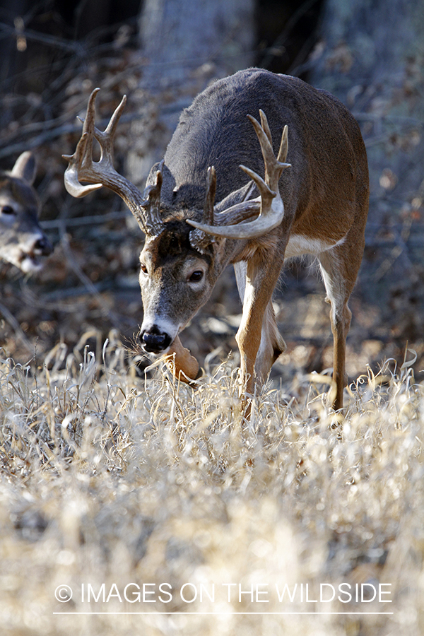 White-tailed buck in habitat. *