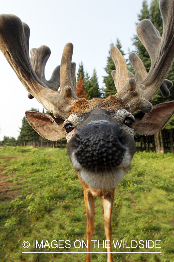 Close-up of white-tailed buck in the velvet *