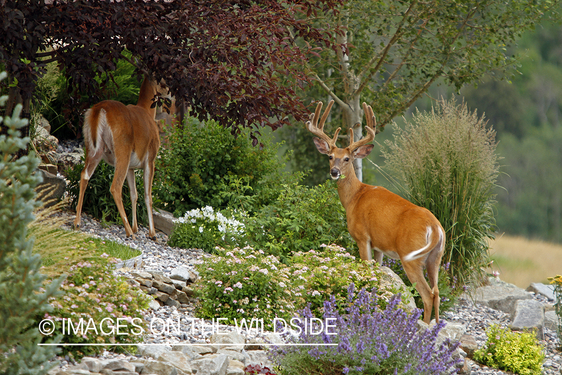 White-tailed buck in velvet. 