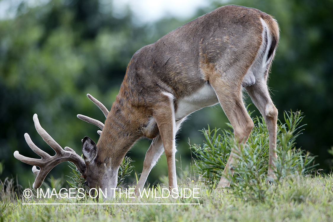 White-tailed buck in velvet.  