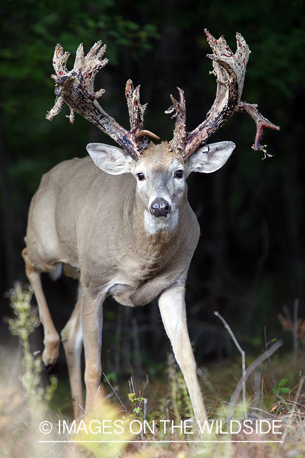 White-tailed buck shedding velvet.  