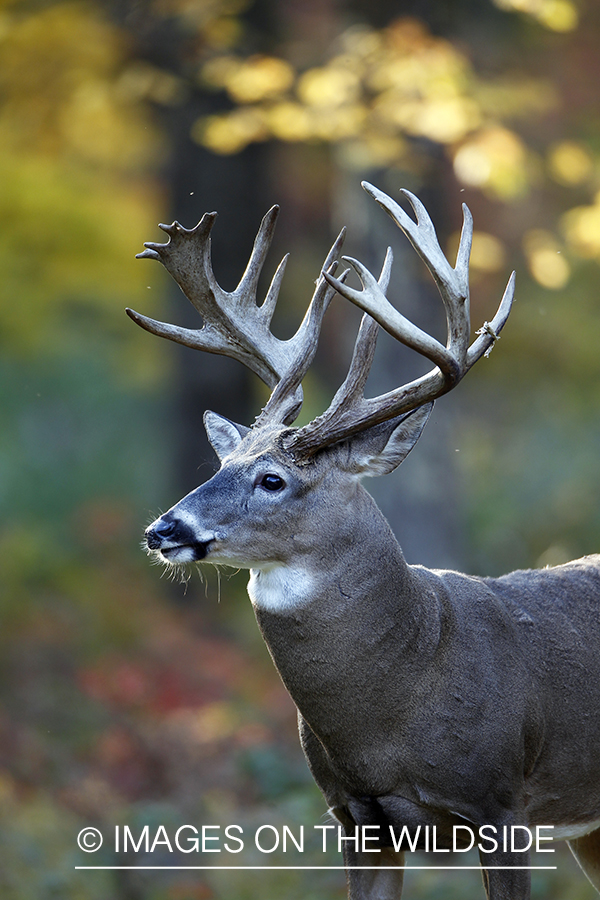 White-tailed buck in habitat. 