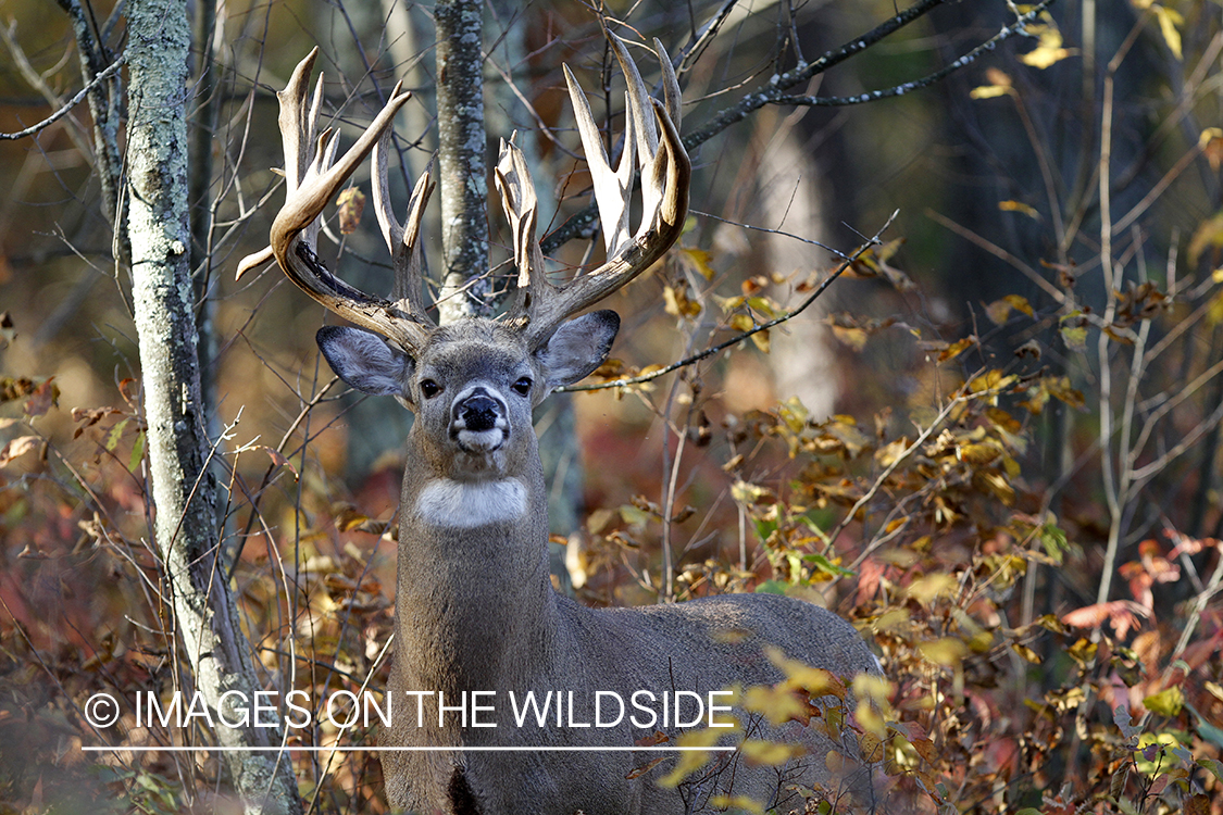 White-tailed buck in habitat. 