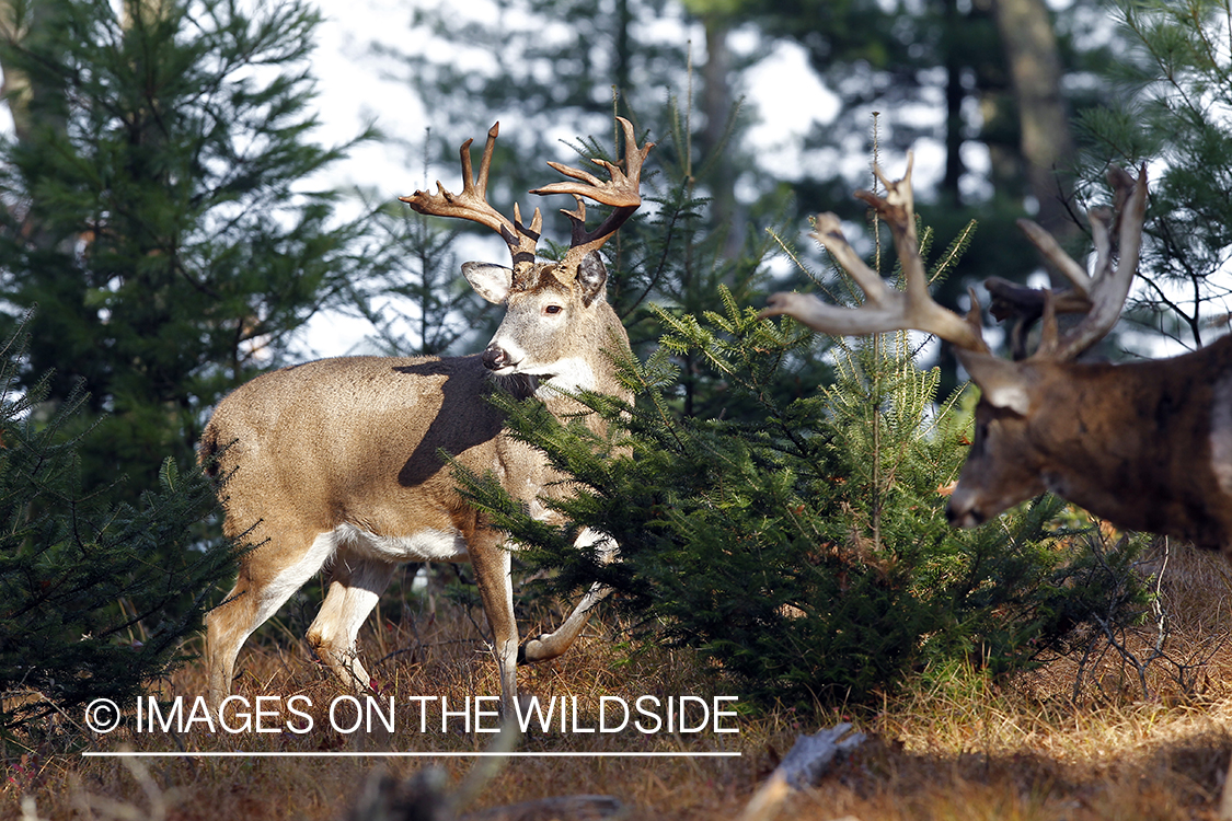 White-tailed bucks in habitat.  