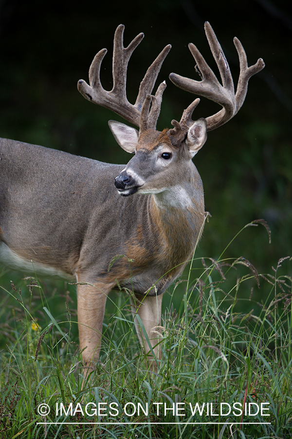 White-tailed buck in habitat.