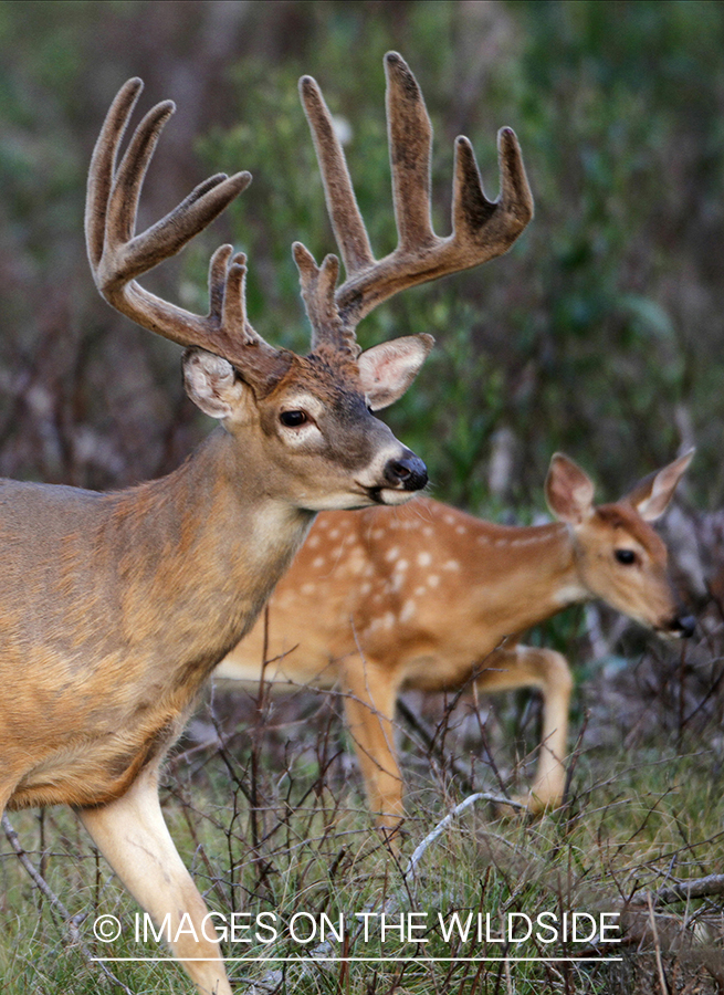 White-tailed buck and fawn in habitat. (Original Image #00271-063.35D)