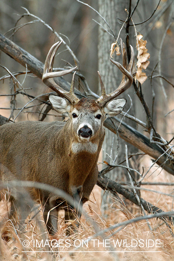 White-tailed buck in habitat.