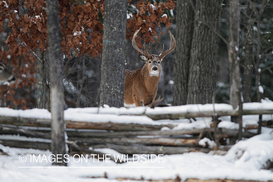 White-tailed buck in winter habitat.