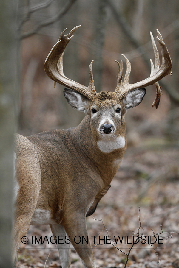 White-tailed buck in habitat.