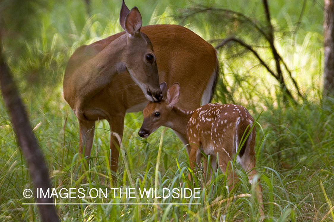 White-tailed doe with fawn in habitat. 