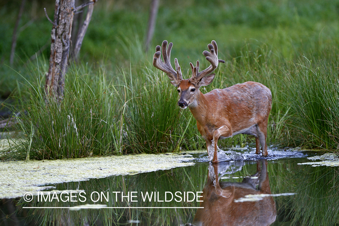 White-tailed buck with reflection in habitat.