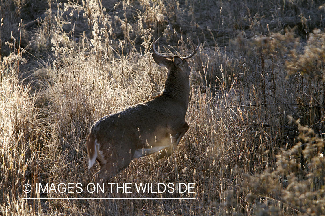 View of white-tailed buck fleeing from tree stand. 