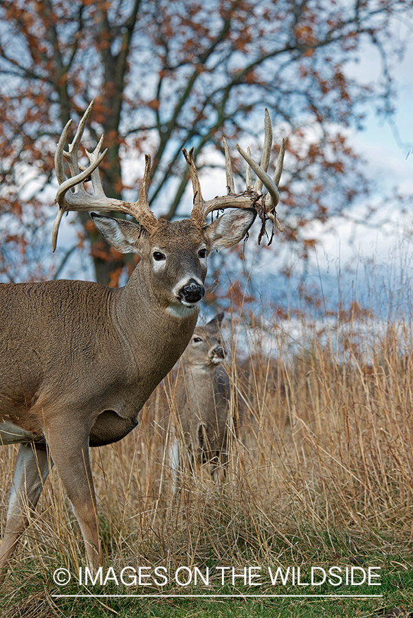 White-tailed buck losing velvet.