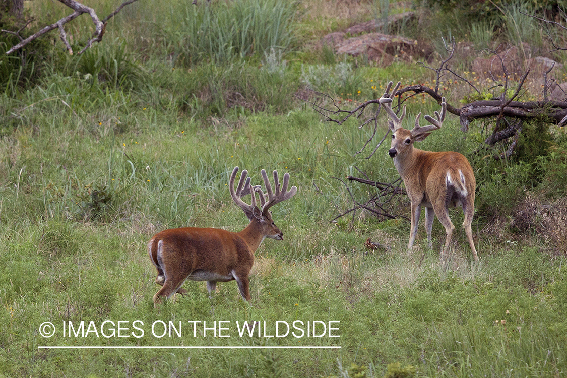 White-tailed bucks in velvet.