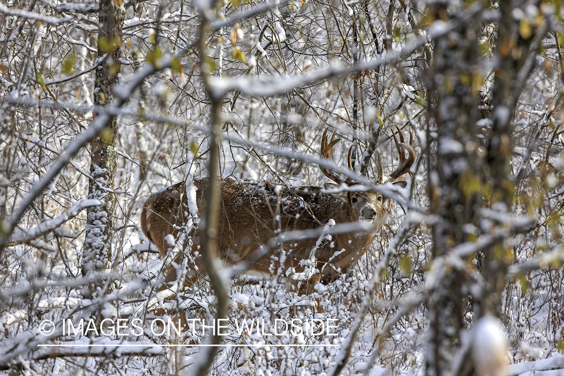 White-tailed buck in habitat.