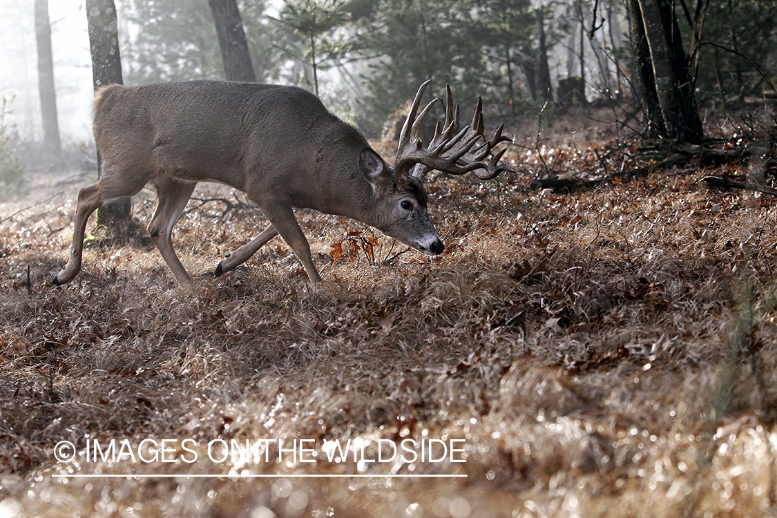 White-tailed buck following doe trail during the rut.
